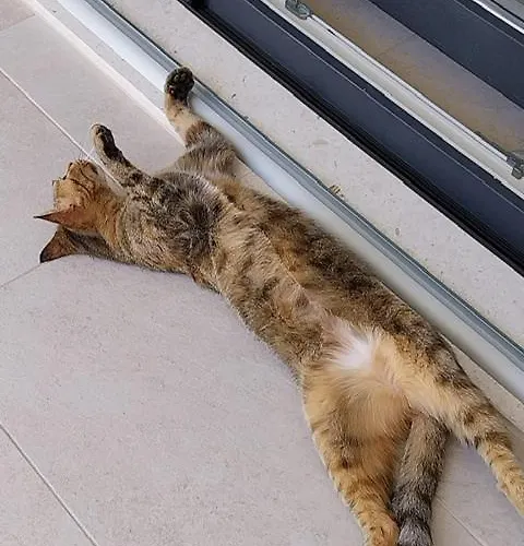 Solaris تروغير